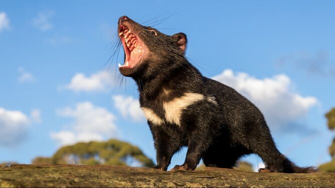 Naturaleza nacieron en australia demonios de tasmania 2