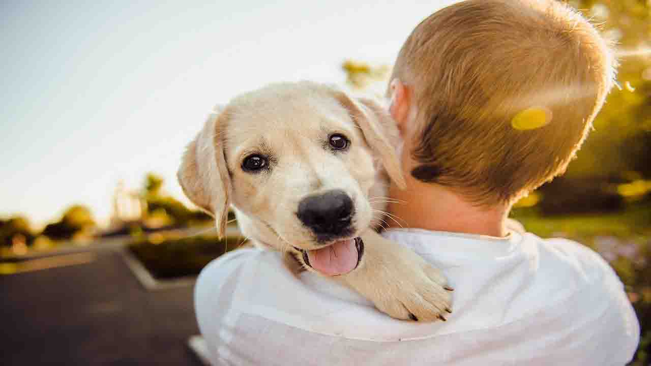 Curiosidades adoptar un cachorro 2