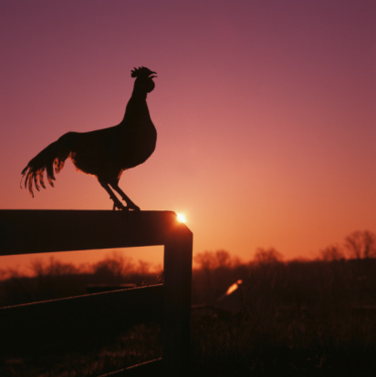 Naturaleza por que cantan los gallos al amanecer 2