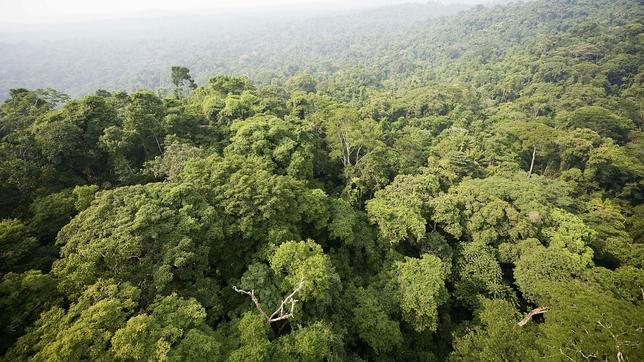 Naturaleza por que las plantas son verdes 3