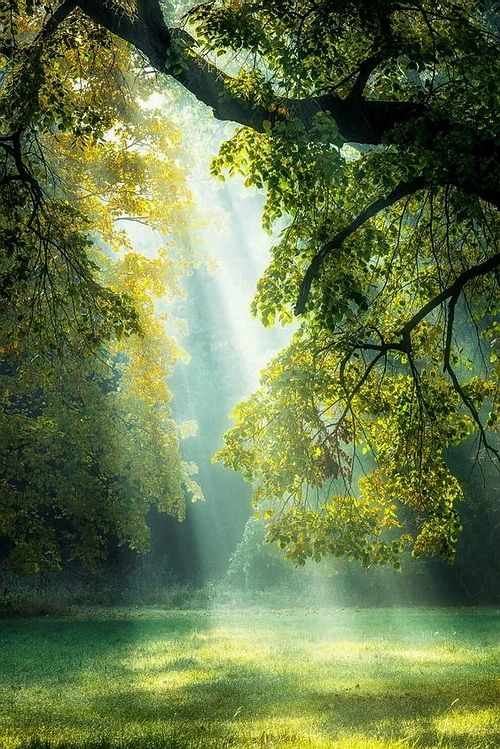Naturaleza por que las plantas son verdes 4