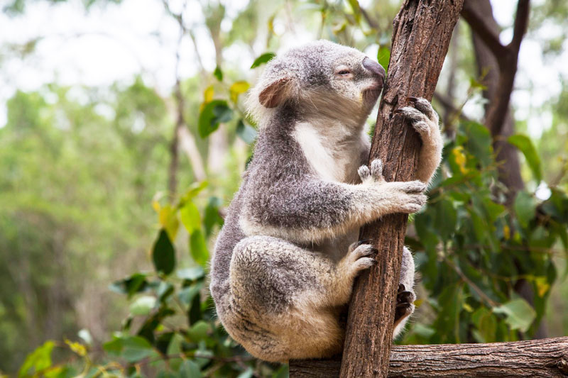 Naturaleza por que los koalas lamen los arboles 1