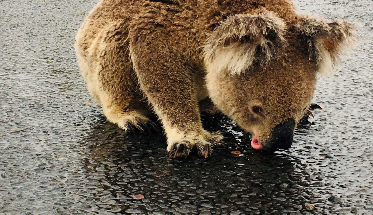 Naturaleza por que los koalas lamen los arboles 2