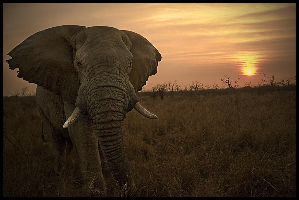 Ocio safari mexicano produce biogas con excrementos de elefante 1