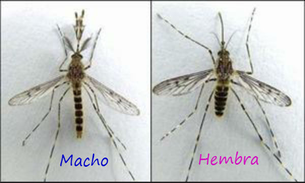 Naturaleza solo pican los mosquitos hembra 1