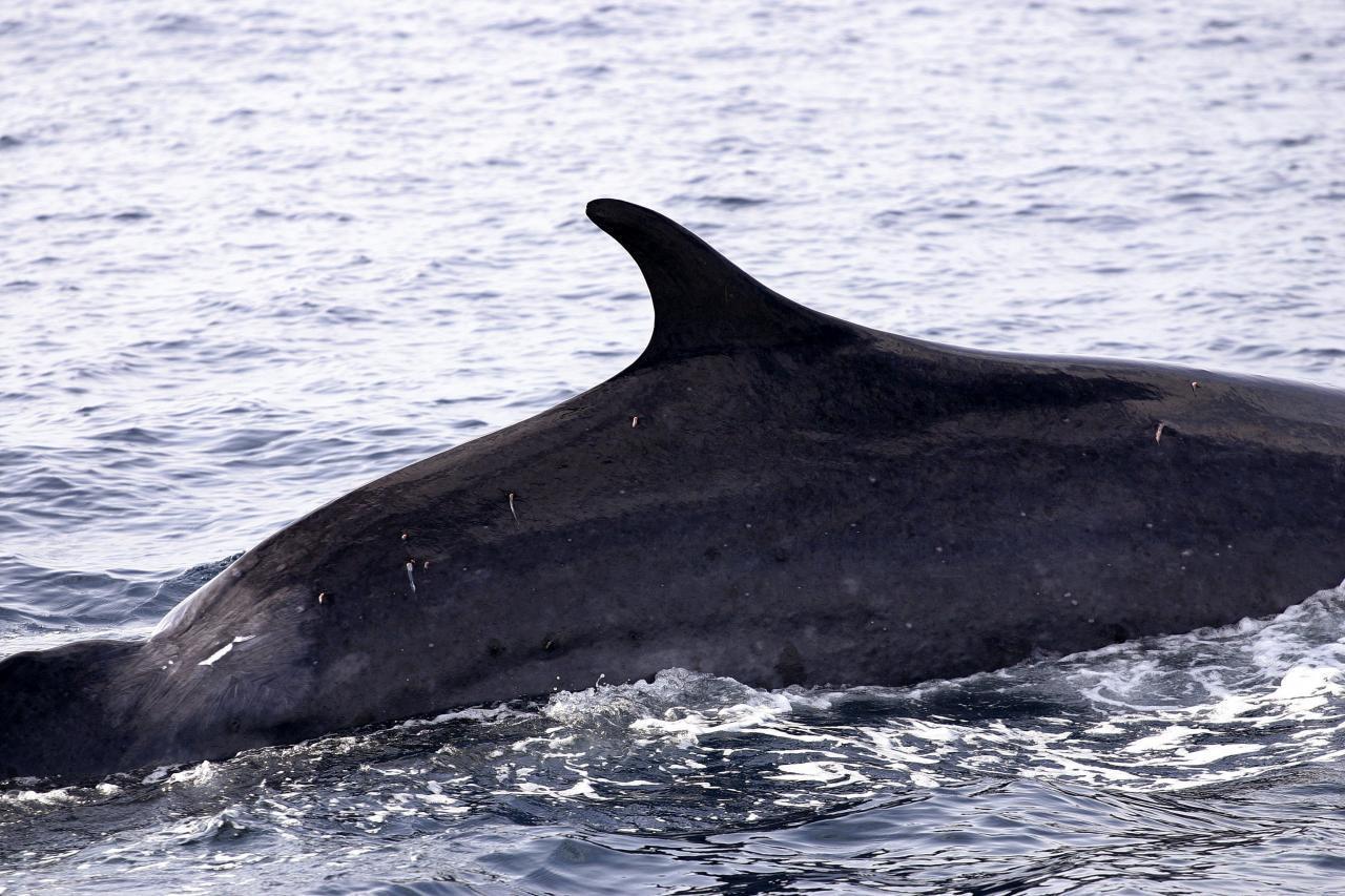 Investigacion una nueva especie de ballena es descubierta 1