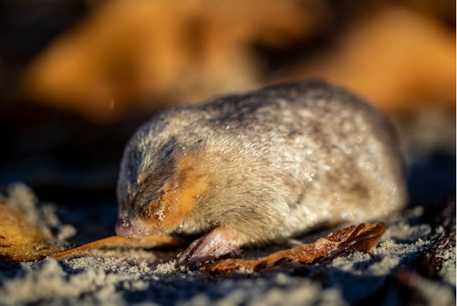 Naturaleza uno de los animales mas buscados del mundo 1