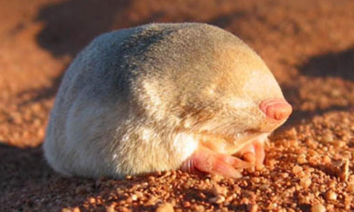 Naturaleza uno de los animales mas buscados del mundo 2