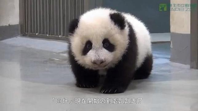 Naturaleza video el bebe panda que no quiere irse a dormir 1