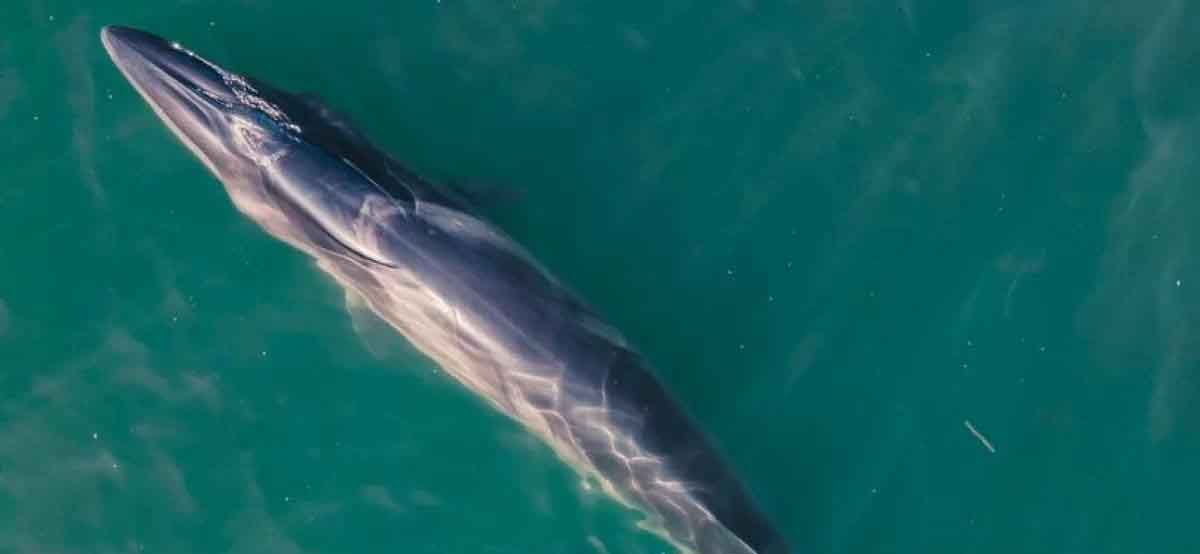 Naturaleza ballena sei su reaparicion en la patagonia argentina 1