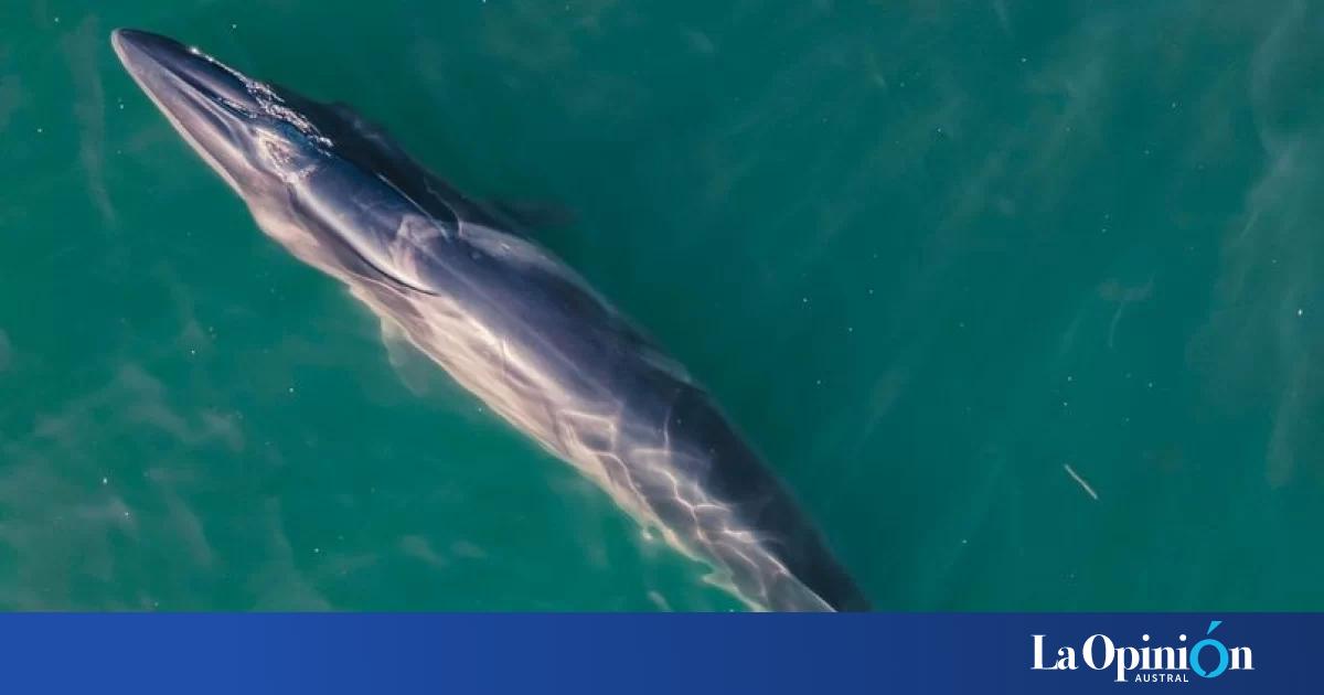 Naturaleza ballena sei su reaparicion en la patagonia argentina 2