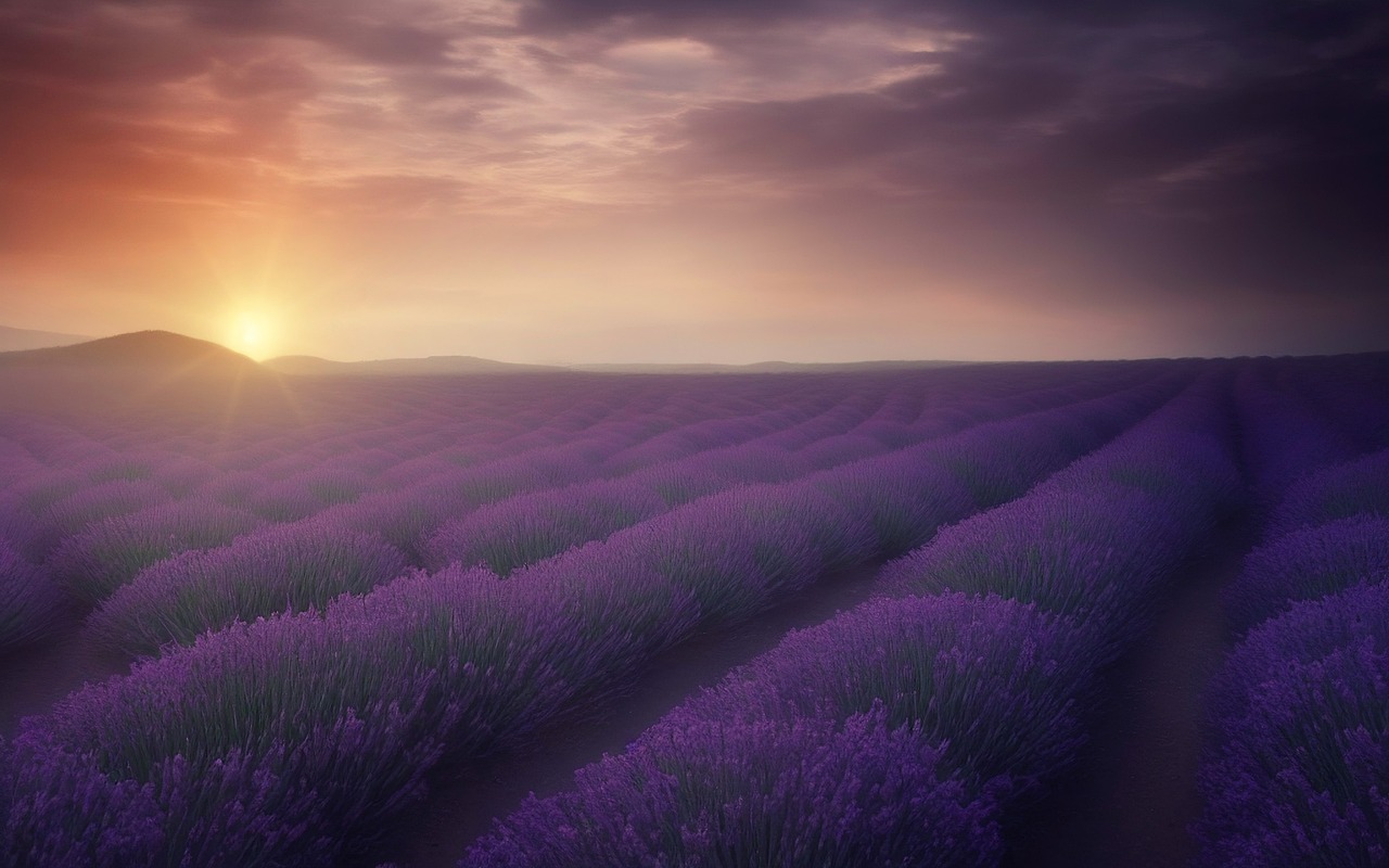 Naturaleza campos de lavanda una de las maravillas naturales de espana 1