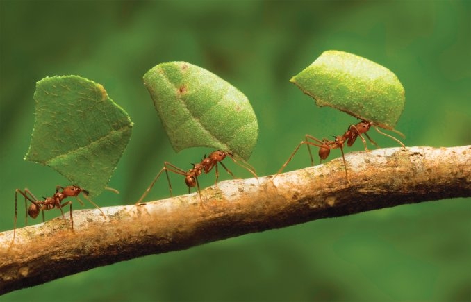 Naturaleza como las hormigas poblaron el mundo 1