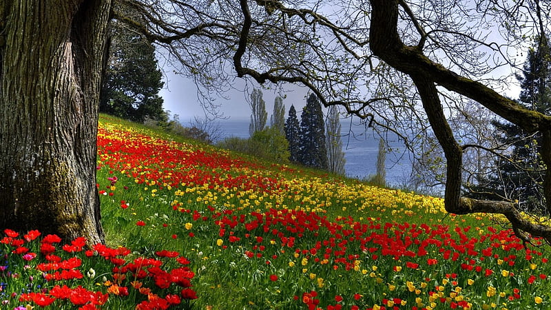 Naturaleza como las hormigas poblaron el mundo 3