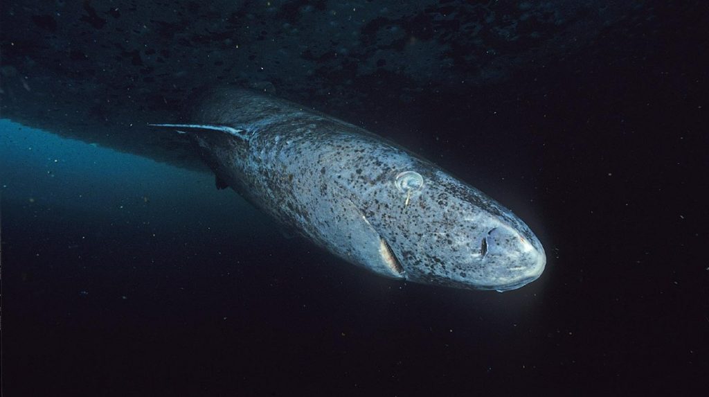 Curiosidades el animal mas viejo del mundo reaparecio 2