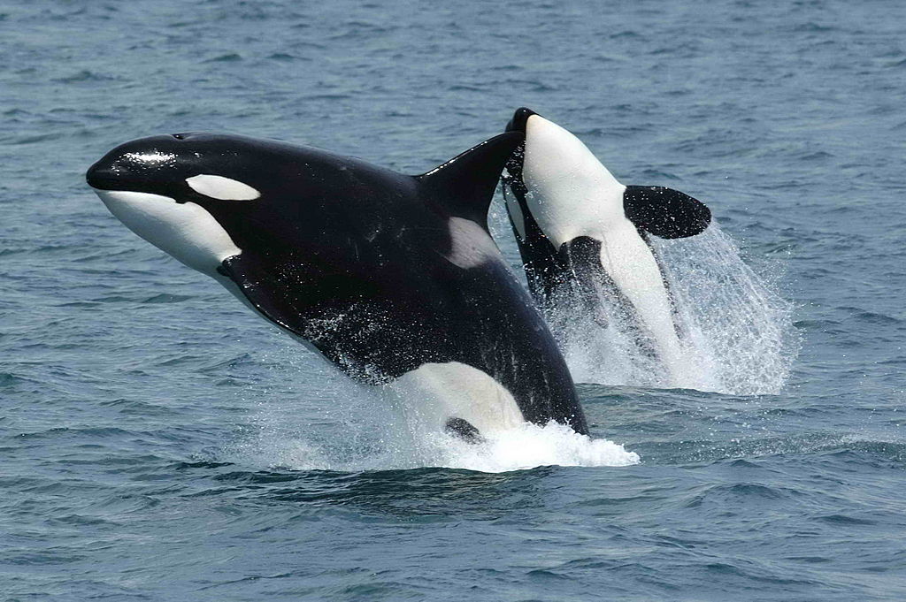 Naturaleza el ataque de orcas a un tiburon 1