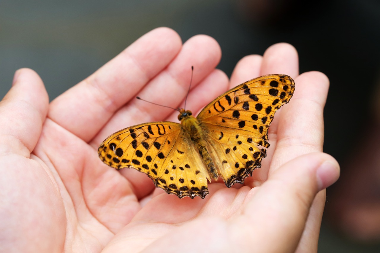 Naturaleza el censo de mariposas 1