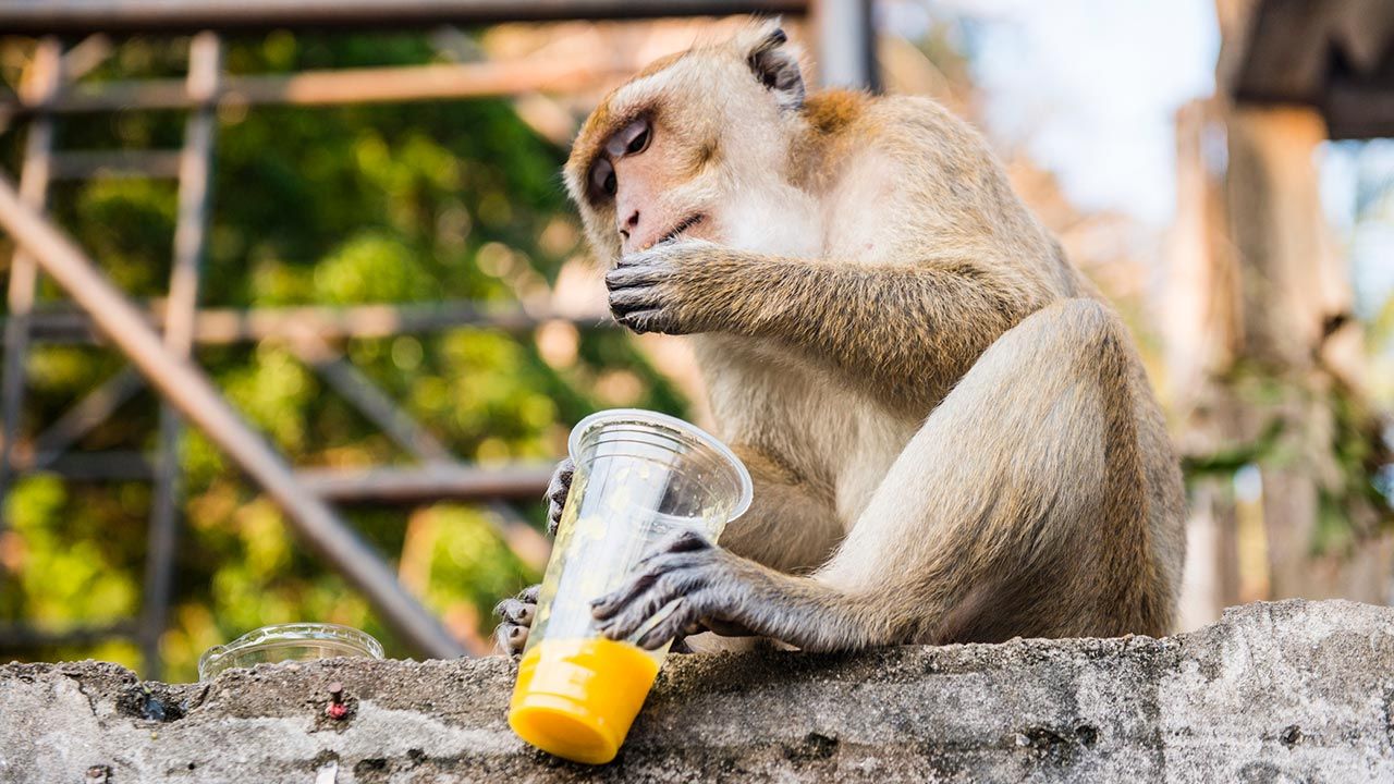 Curiosidades el consumo de alcohol en animales 1