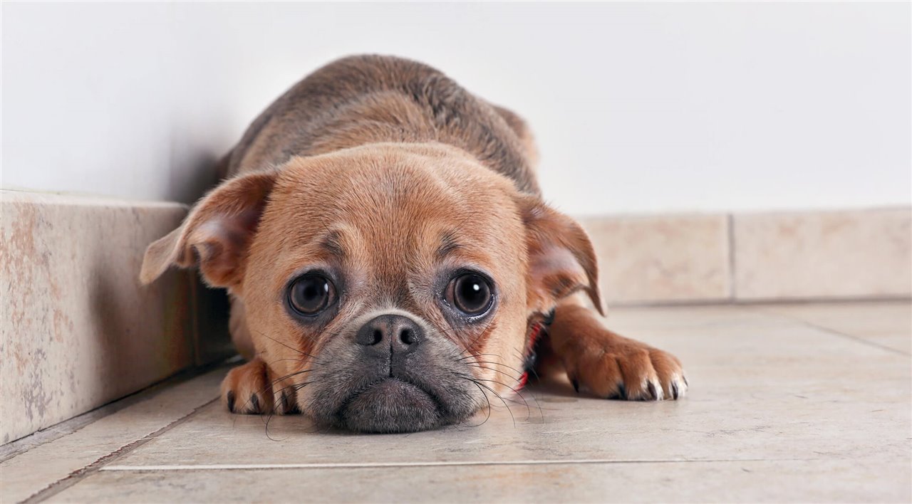 Curiosidades el estres humano afecta a los perros 2