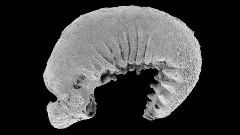 Investigacion el fosil de larva de 520 millones de anos 1