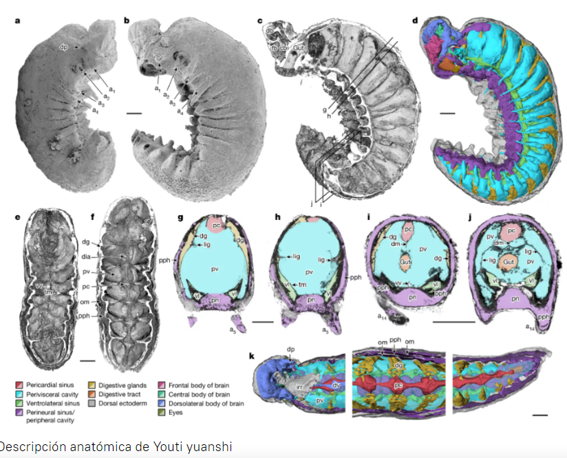 Investigacion el fosil de larva de 520 millones de anos 3