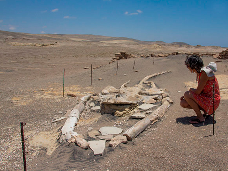 Investigacion el gran cementerio de animales marinos 1