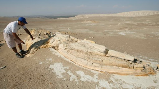 Investigacion el gran cementerio de animales marinos 2