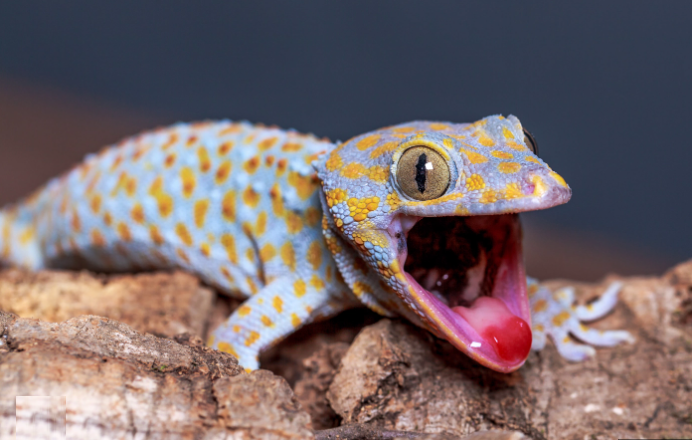 Naturaleza el increible sexto sentido del gecko 1