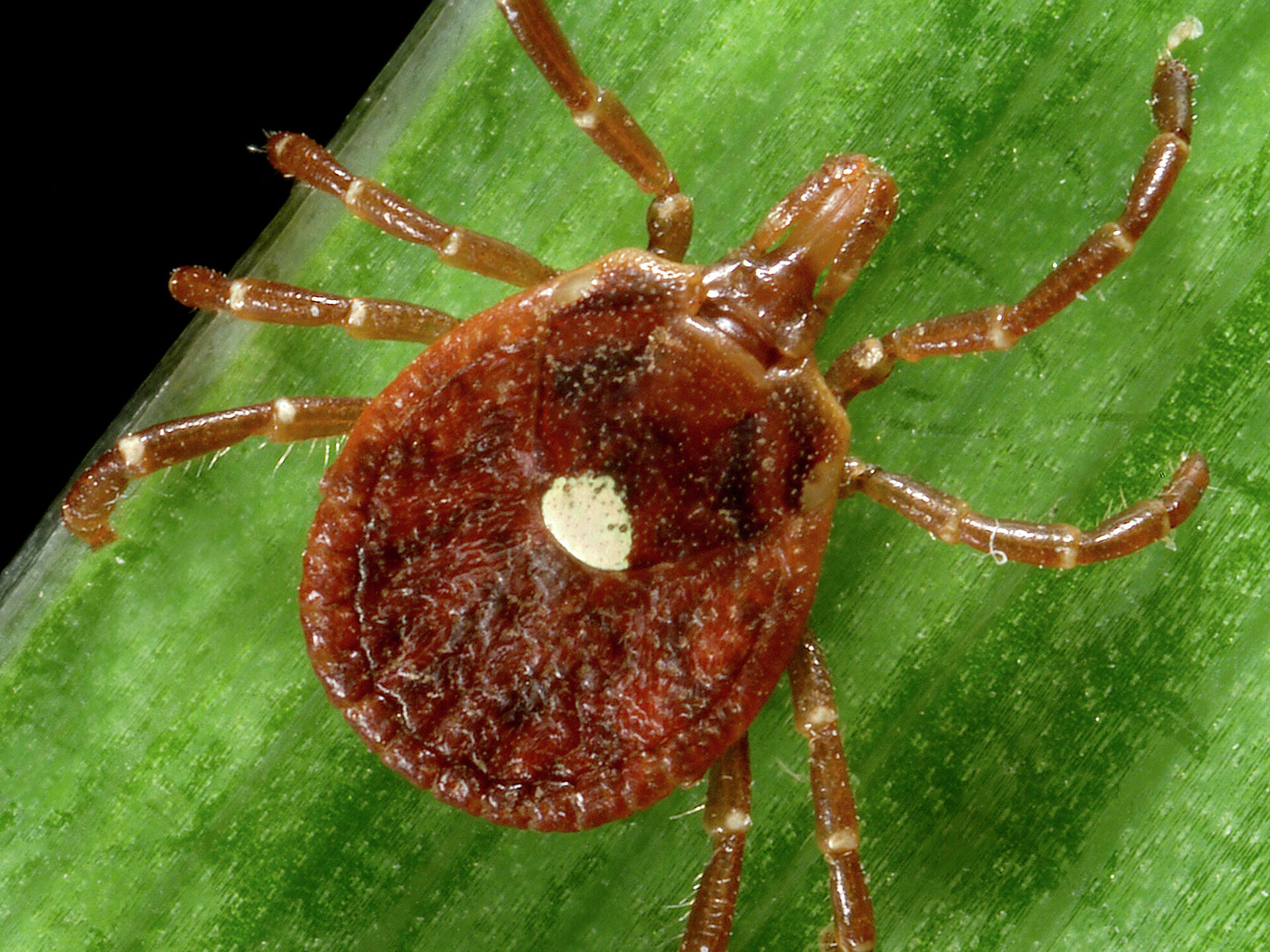 Curiosidades el insecto que te vuelve alergico a la carne 1