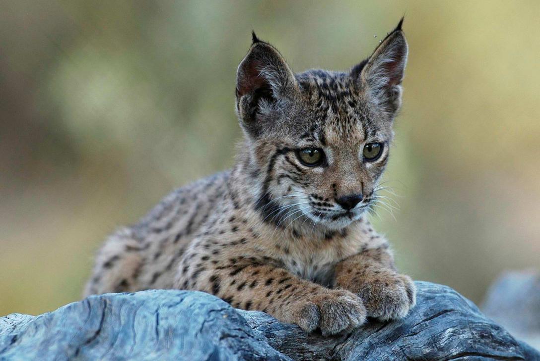 Naturaleza el lince iberico se salva de la extincion 1