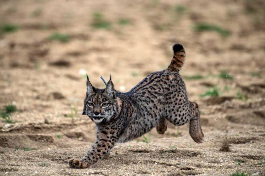 Naturaleza el lince iberico se salva de la extincion 2