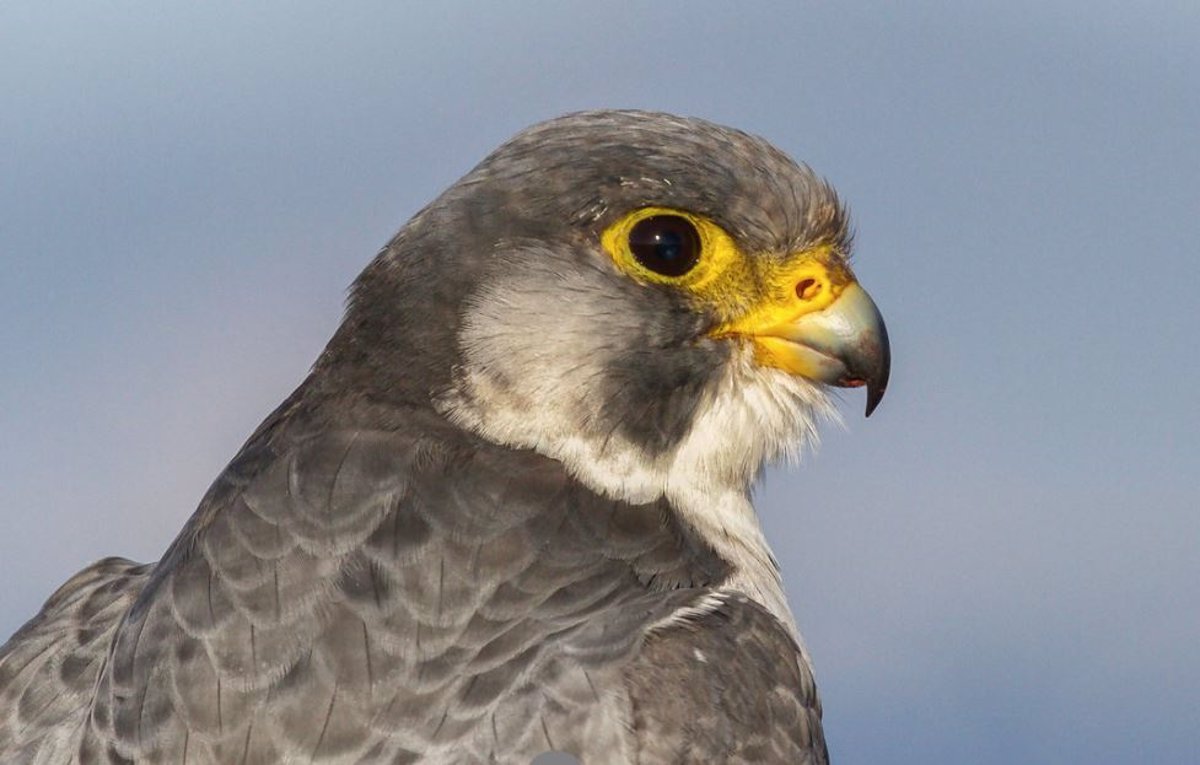 Naturaleza el maquillaje natural de los halcones para cazar 1