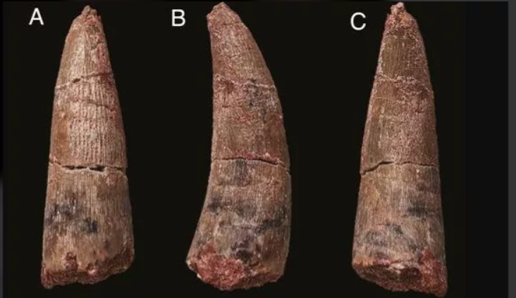 Investigacion el nuevo dinosaurio depredador 3