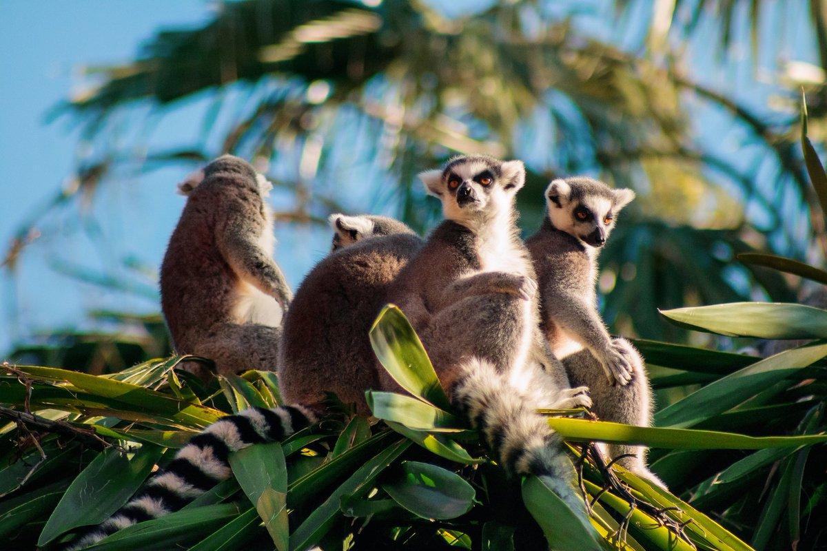 Naturaleza el origen de la fauna de madagascar 1