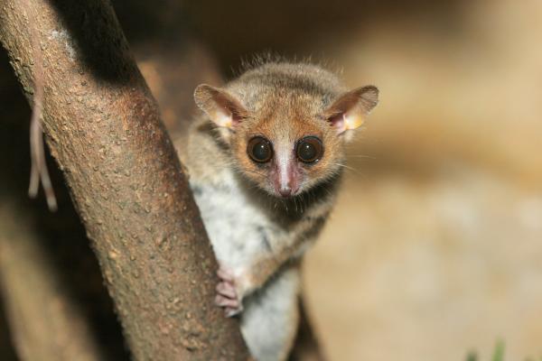 Naturaleza el origen de la fauna de madagascar 3