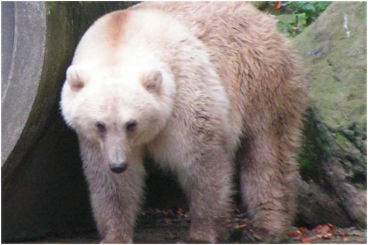 Naturaleza el oso hibrido entre polar y grizzly 1