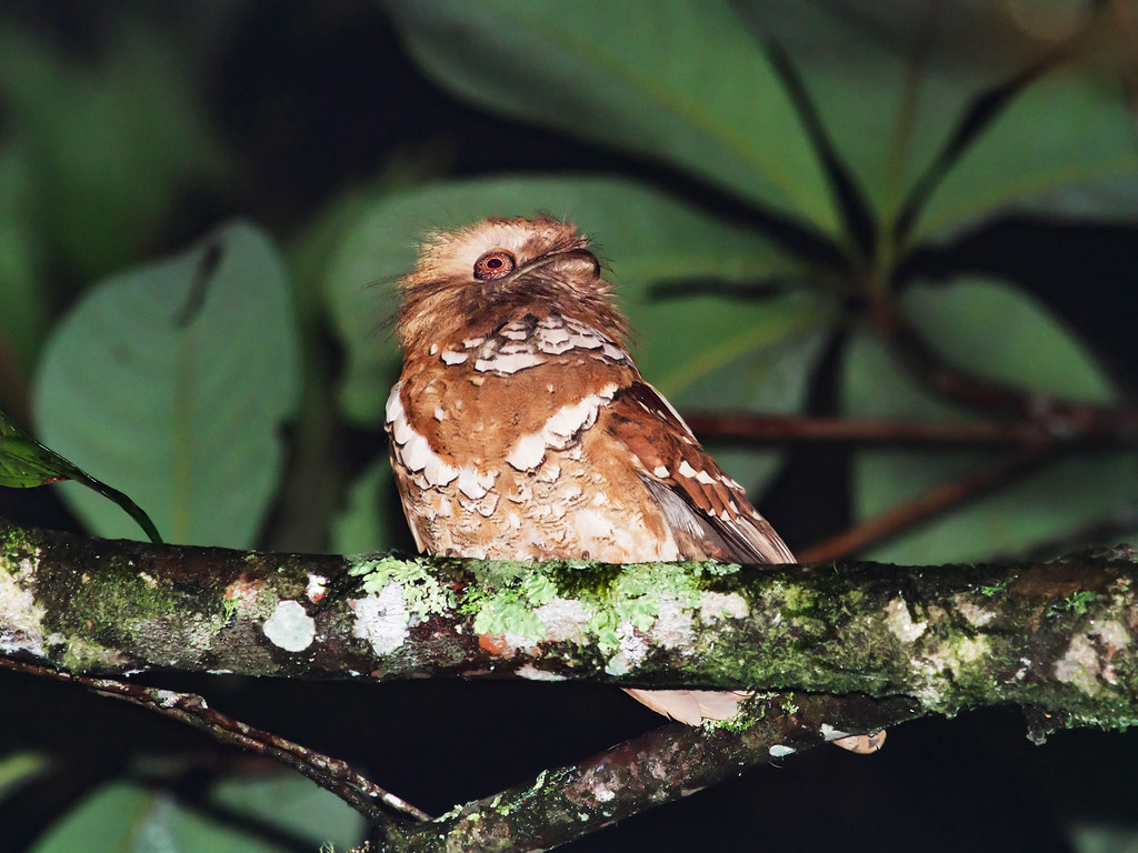 Naturaleza el pajaro potoo rey del camuflaje 1