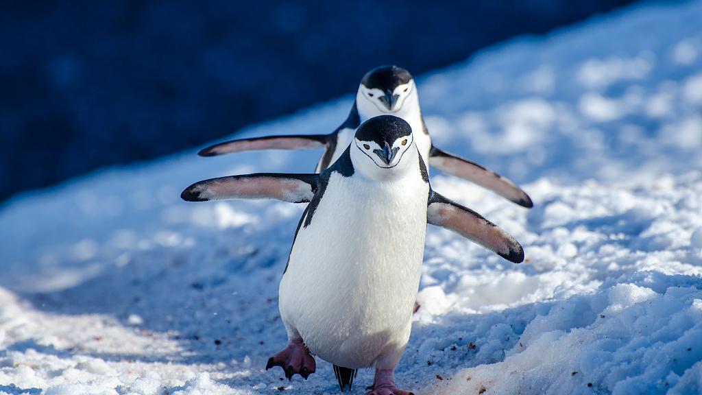 Naturaleza el pinguino que duerme doce horas al dia 1