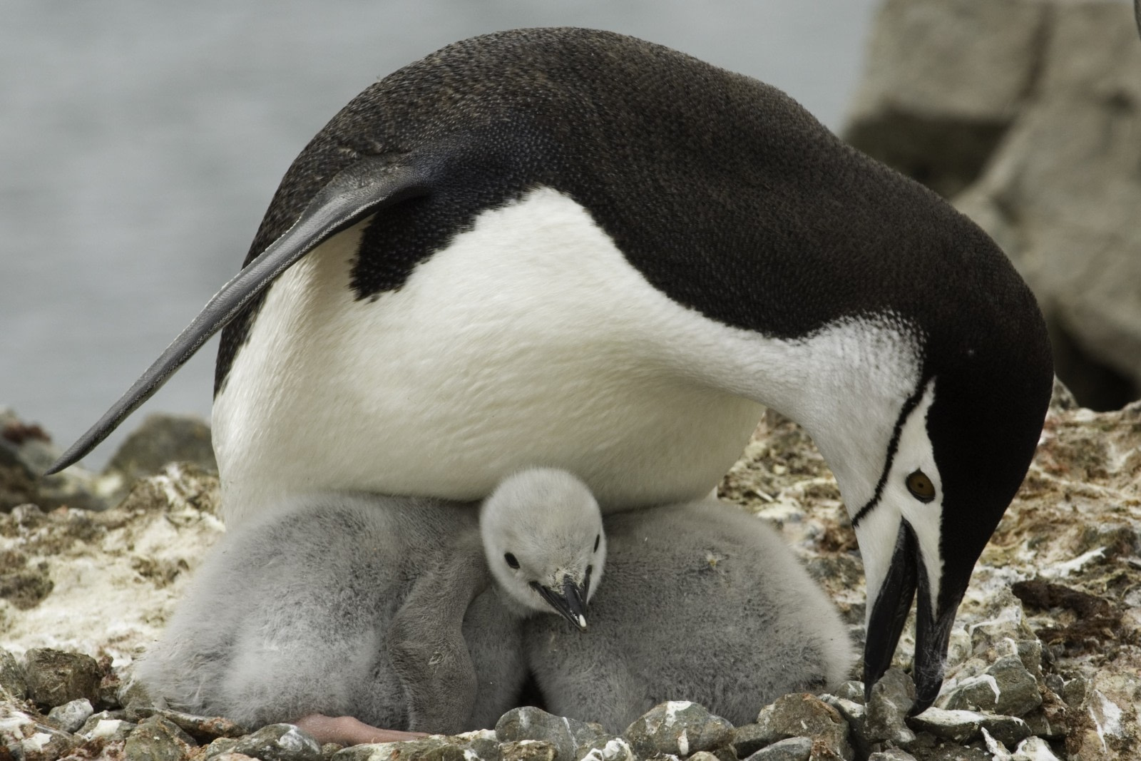 Naturaleza el pinguino que duerme doce horas al dia 3