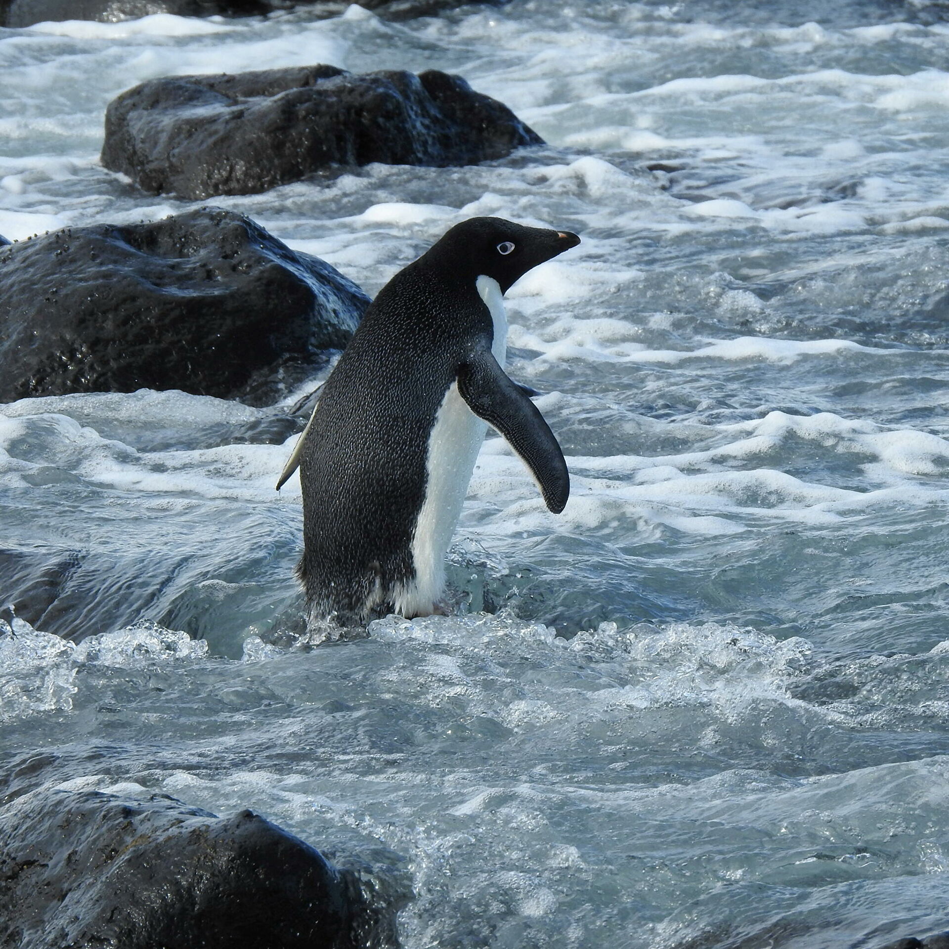 Naturaleza el pinguino que llego hasta nueva zelanda 1