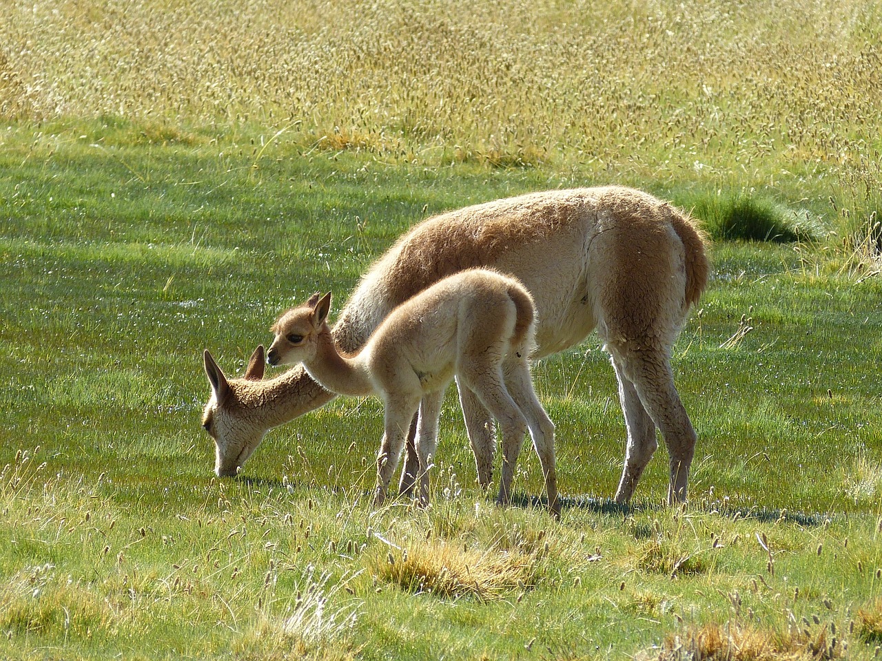 Naturaleza el rewilding o resilvestrar 2