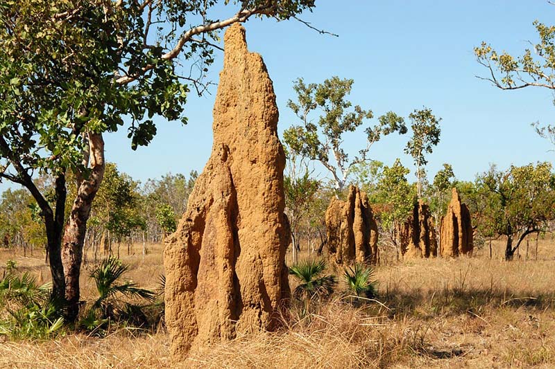 Naturaleza el secreto arquitectonico de las termitas 1