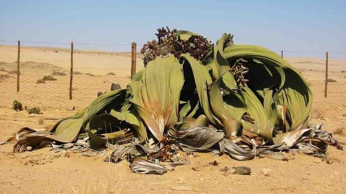 Naturaleza secreto de la inmortalidad 1