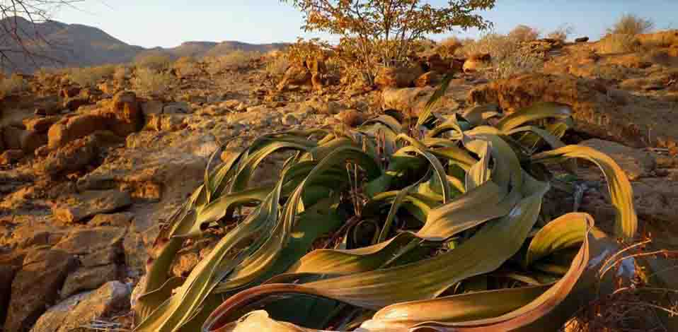 Naturaleza secreto de la inmortalidad 3