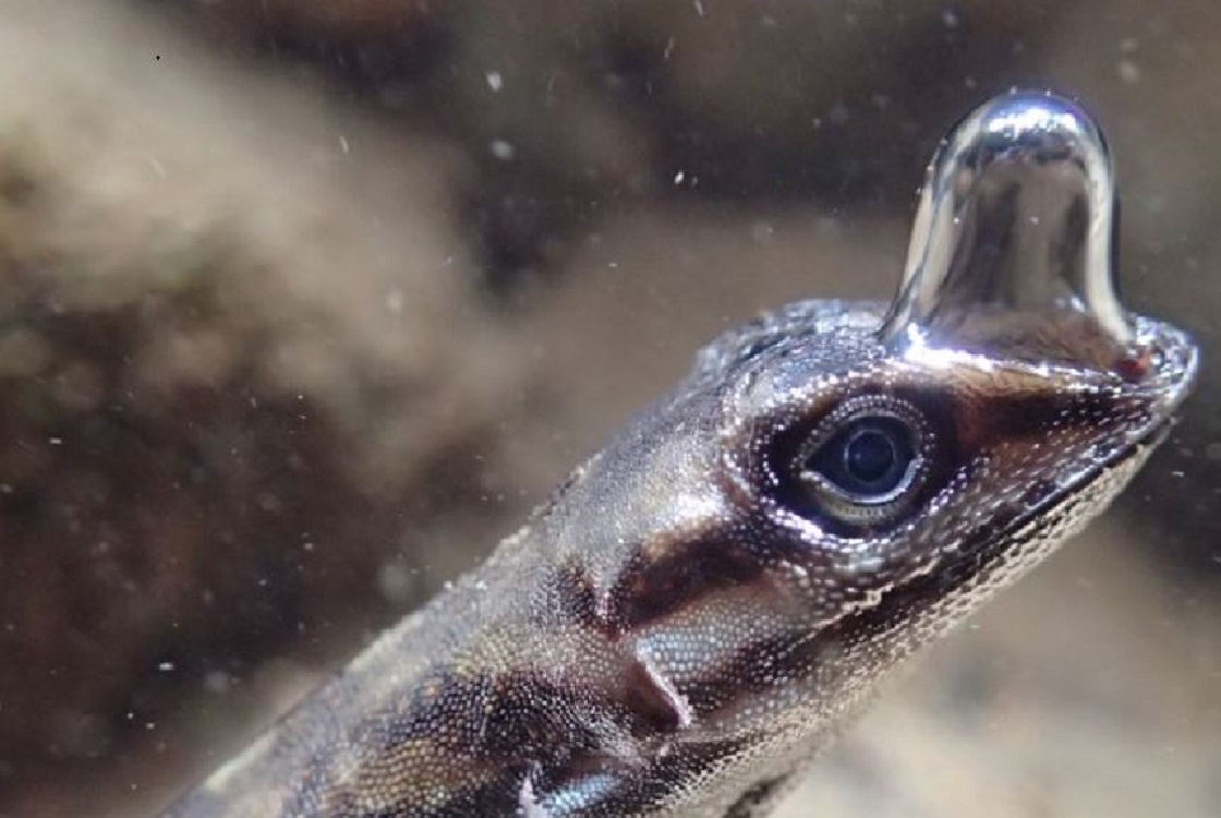 Naturaleza el secreto de los lagartos para respirar bajo el agua 1