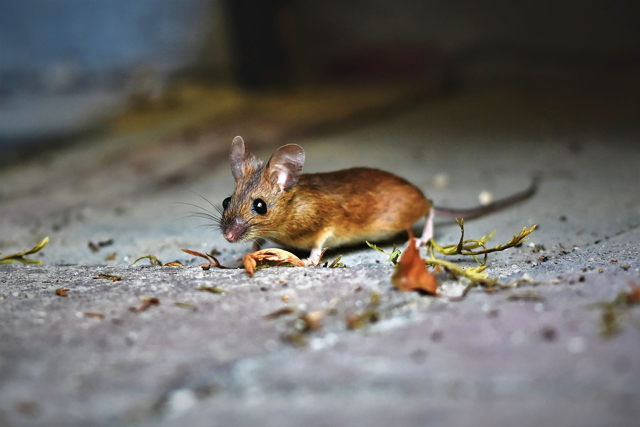 Naturaleza el sistema oseo de los ratones es una maravilla de la naturaleza 1