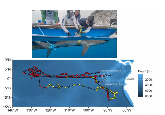 Naturaleza el tiburon que recorrio 27000 kilometros 2