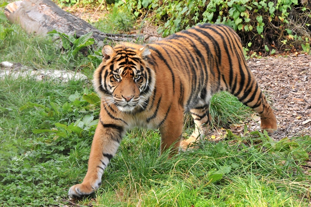 Naturaleza el tigre de java no estaria extinto 1