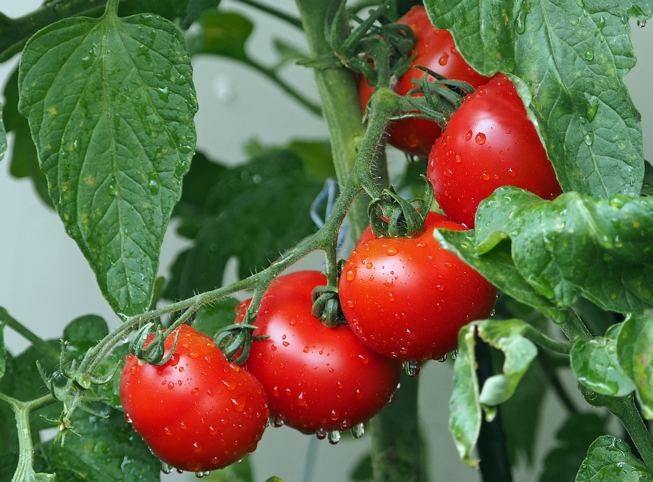 Naturaleza el tomate es un enigma es fruta o verdura 2