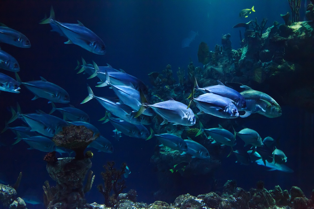 Naturaleza el tratado sobre los oceanos ya es un hecho 1